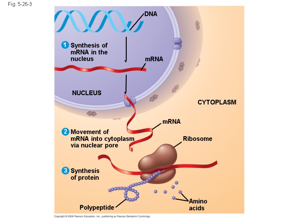 Fig. 5-26-3 mRNA Synthesis of mRNA in the nucleus DNA NUCLEUS mRNA CYTOPLASM Movement